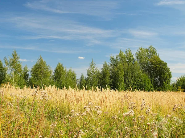 Erba Campo Natura Estiva Russa Russia Urali Regione Perm — Foto Stock