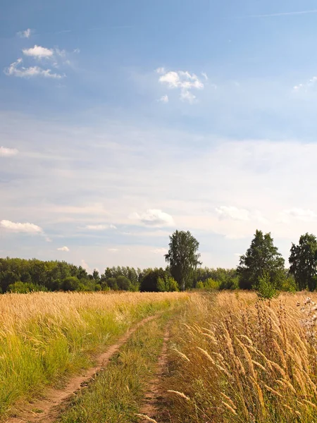 Strada Campagna Natura Estiva Russa Russia Urali Regione Perm — Foto Stock