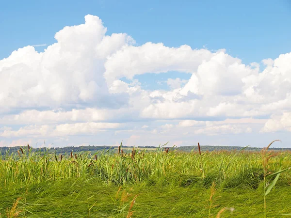 海岸上的草多云的美丽的天空 俄罗斯的夏季自然 俄罗斯 乌拉尔 彼尔姆地区 — 图库照片
