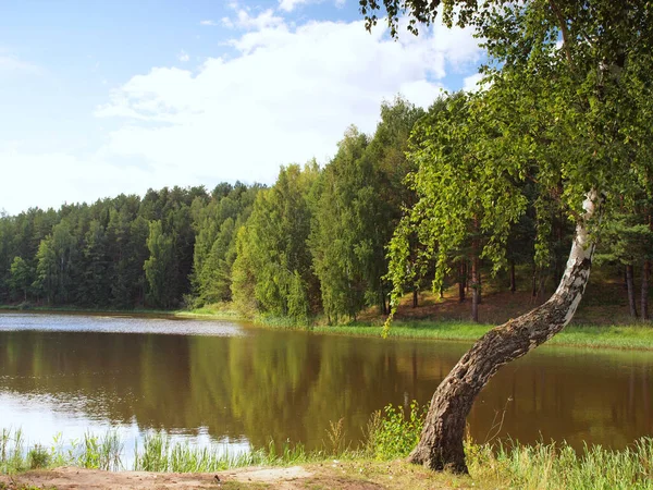 Drzewo Nad Zatoką Rosyjska Letnia Przyroda Rosja Ural Perm Region — Zdjęcie stockowe