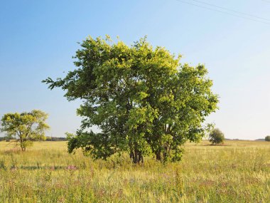 Tarlada yapayalnız ağaç        
