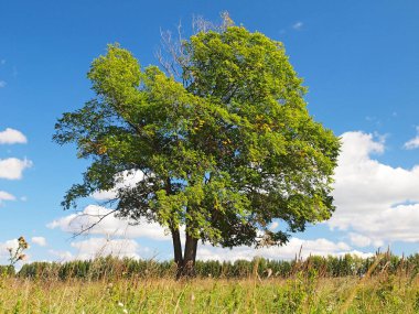Tarlada yapayalnız ağaç