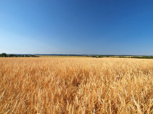 Російське Пшеничне Поле Літо Росія Урал — стокове фото