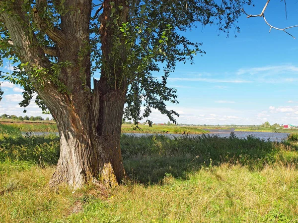 Parktaki Eski Kavak Ağaçları Yaz Rusya Ural — Stok fotoğraf