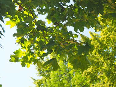 Green maple leaves. Russian summer nature. Russia, Ural, Perm region