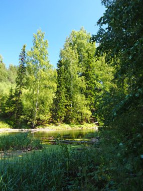 Parktaki göl. Rus yaz doğası. Rusya, Ural, Perm bölgesi