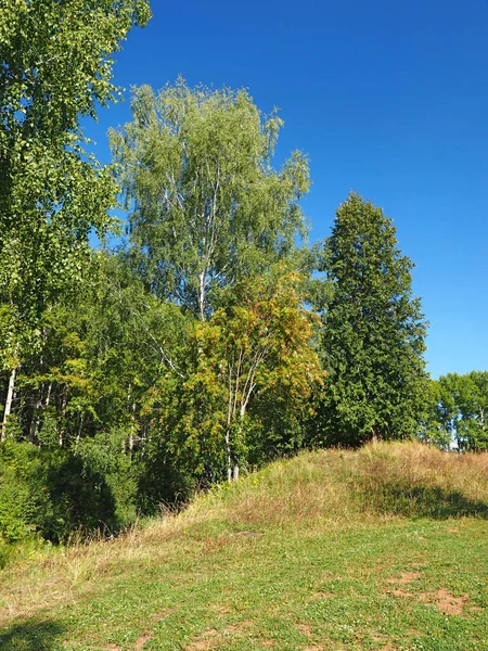 Yazın Park Rus Yaz Doğası Rusya Ural Perm Bölgesi — Stok fotoğraf