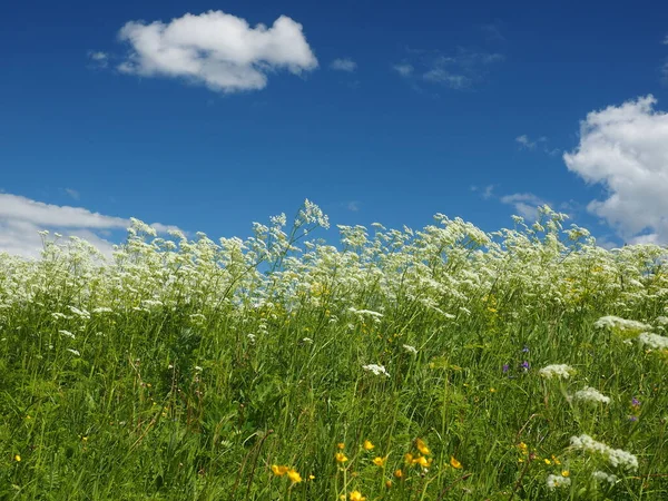 Hierba Cielo Naturaleza Rusa Verano —  Fotos de Stock