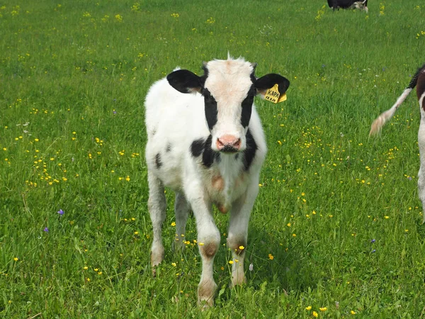 Calf Field — Stock Photo, Image