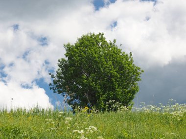 Tarlada yalnız bir ağaç. Rus yaz doğası.