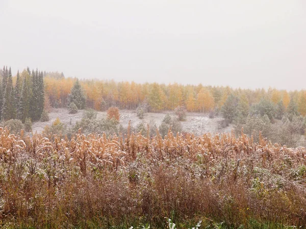 Primeira Neve Outono Rússia Ural Região Perm Fotografias De Stock Royalty-Free