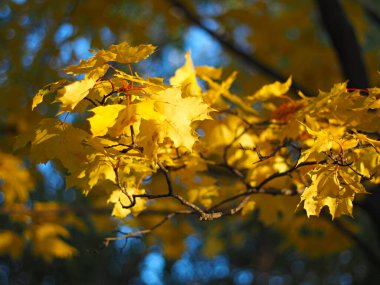 Sonbahar gökyüzüne karşı güzel yapraklar. Akçaağaç. Rus sonbahar doğası. Rusya, Ural, Perm bölgesi