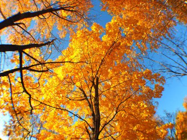 Sonbahar gökyüzüne karşı güzel yapraklar. Akçaağaç. Fisheye. Rus sonbahar doğası. Rusya, Ural, Perm bölgesi