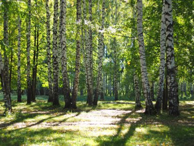 Rus ormanı, huş ağacı. Rus yaz doğası. Rusya, Ural, Perm bölgesi