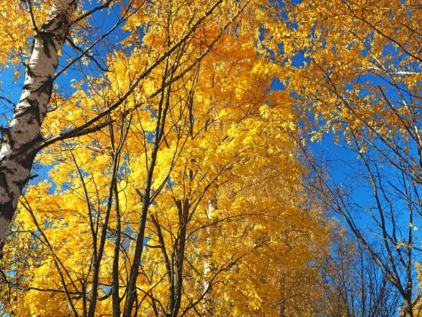 美丽的树叶映衬着天空 俄罗斯秋天的自然 俄罗斯 乌拉尔 彼尔姆地区 — 图库照片