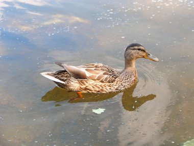 Vahşi ördek. Rezervasyon. Rusya, Ekaterinburg, Sverdlovsk bölgesi