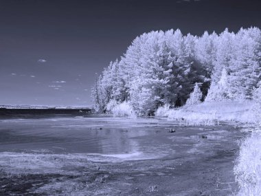 River Körfezi. Ağaçlar. Gökyüzü. Yaz. Kızıl ötesi fotoğraf. Başka bir görüntü. Rusya, Ural, Perm Bölgesi            