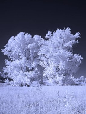 Tarladaki ağaçlar. Kızıl ötesi fotoğraf. Başka bir görüntü. Rusya, Ural, Perm Bölgesi     