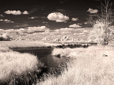 River Körfezi. Ağaçlar. Gökyüzü. Yaz. Kızıl ötesi fotoğraf. Başka bir görüntü. Rusya, Ural, Perm Bölgesi         