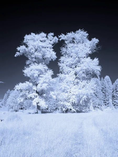 Árvores Campo Foto Vermelha Infra Outra Visão Rússia Ural Região — Fotografia de Stock