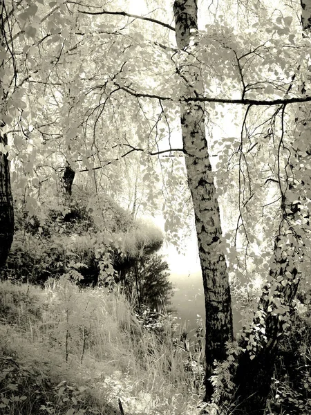 Skogssjö Träd Skog Reflektioner Infrarött Foto Annan Vision Ryssland Ural — Stockfoto