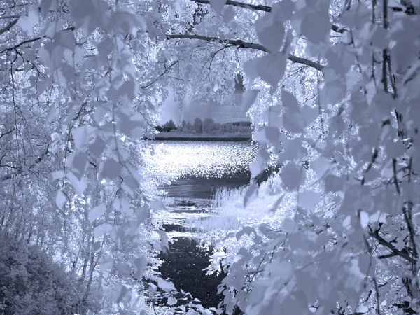 Lago Del Bosque Árboles Bosque Reflexiones Foto Roja Infrarrojos Otra —  Fotos de Stock