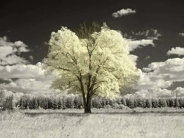 Árbol Solitario Campo Foto Roja Infrarrojos Otra Visión Rusia Ural —  Fotos de Stock