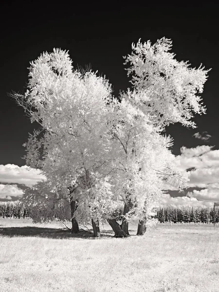 Trees in the field. Infra red photo. Another vision. Russia, Ural, Perm Region