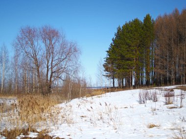 Spring Park, eriyen kar ve buz. Ağaçlar. Nehir buzun altında. Rus bahar doğası. Rusya, Ural, Perm Bölgesi