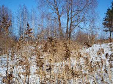 Spring Park, eriyen kar ve buz. Ağaçlar, çimenler. Nehir buzun altında. Rus bahar doğası. Rusya, Ural, Perm Bölgesi