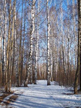 Spring Park, eriyen kar ve buz. Ağaçlar, huş ağaçları. Rus bahar doğası. Rusya, Ural, Perm Bölgesi