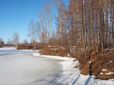 Spring Park, eriyen kar ve buz. Ağaçlar, huş ağaçları. Nehir buzun altında. Rus bahar doğası. Rusya, Ural, Perm Bölgesi