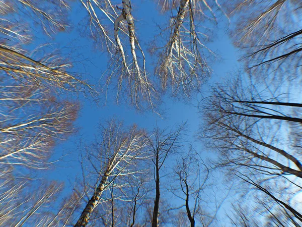 空の木々の裸の枝 ロシアのウラル — ストック写真