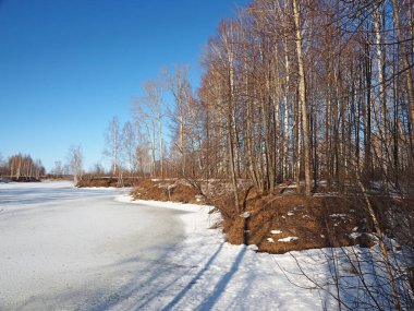 Spring Park, eriyen kar ve buz. Ağaçlar, huş ağaçları. Nehir buzun altında. Rus bahar doğası. Rusya, Ural, Perm Bölgesi