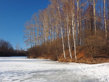 Spring Park, eriyen kar ve buz. Ağaçlar, huş ağaçları. Nehir buzun altında. Rus bahar doğası. Rusya, Ural, Perm Bölgesi
