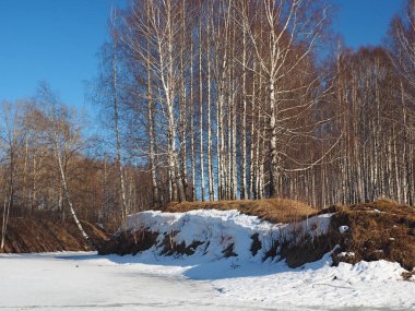 Spring Park, eriyen kar ve buz. Ağaçlar, huş ağaçları. Nehir buzun altında. Rus bahar doğası. Rusya, Ural, Perm Bölgesi