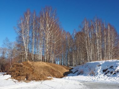 Spring Park, eriyen kar ve buz. Ağaçlar, huş ağaçları. Nehir buzun altında. Rus bahar doğası. Rusya, Ural, Perm Bölgesi