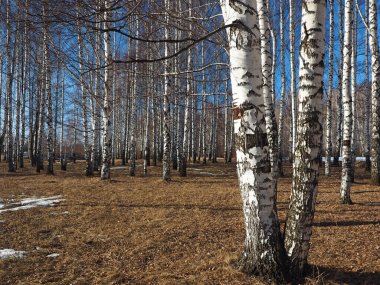 Spring Park, eriyen kar ve buz. Ağaçlar, huş ağaçları. Rus bahar doğası. Rusya, Ural, Perm Bölgesi