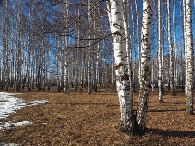 Spring Park, eriyen kar ve buz. Ağaçlar, huş ağaçları. Rus bahar doğası. Rusya, Ural, Perm Bölgesi