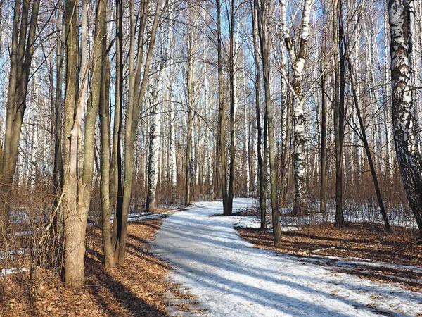 Spring Park Neige Fondante Glace Des Arbres Des Bouleaux Russe — Photo