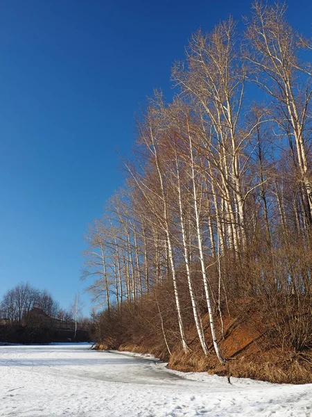 Spring Park Neige Fondante Glace Des Arbres Des Bouleaux Rivière — Photo