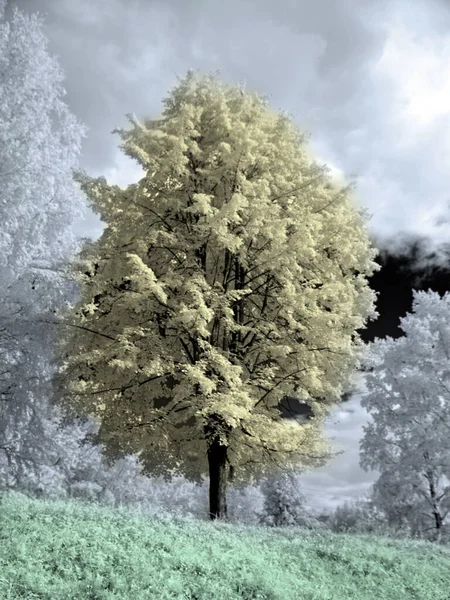 Trees in the park. Infra red photo. Another vision. Russia, Ural, Perm Region