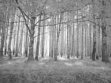 Parktaki ağaçlar. Kızıl ötesi fotoğraf. Başka bir görüntü. Rusya, Ural, Perm Bölgesi 