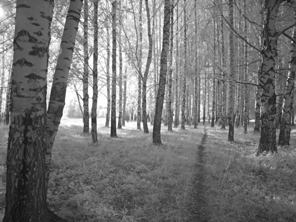 Träd Parken Infrarött Foto Annan Vision Ryssland Ural Permregionen — Stockfoto