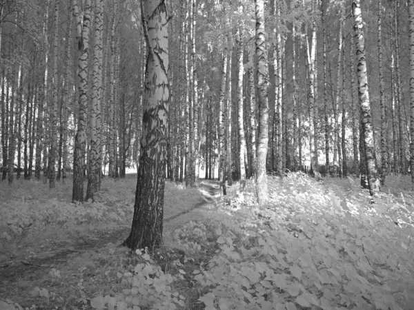 公園内の木 赤外線写真 別のビジョンだ ロシア ウラル ペルミ地方 — ストック写真
