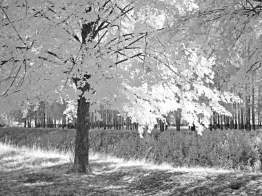 Parktaki ağaçlar. Kızıl ötesi fotoğraf. Başka bir görüntü. Rusya, Ural, Perm Bölgesi 