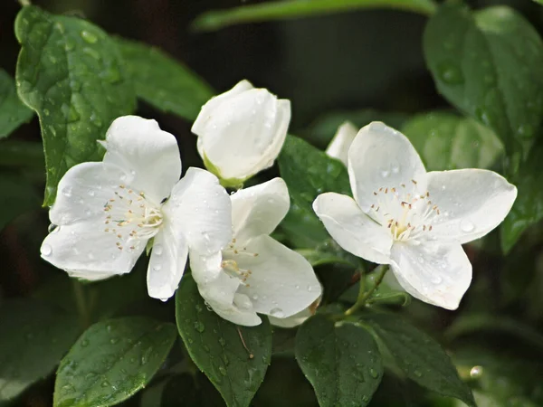 Blooming apple tree. Russia, Ural, Perm region