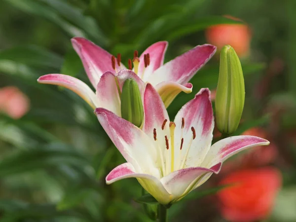 Lily Florescente Flor Jardim Jardim Verão — Fotografia de Stock