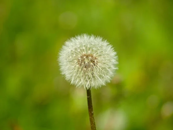 Løvetann Villblomst Sommer – stockfoto