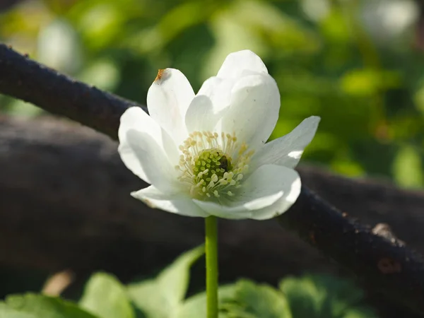 Snowdrop. Wildlife Flower. Spring, the first forest flowers.